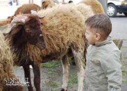 عيد الأضحى أشكال وألوان.. ملف مصور