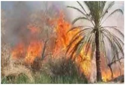 حرائق الانقلاب.. اشتعال 15 فدانًا من النخيل بأسوان