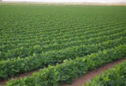 الانقلاب يعتقل 9 من مؤيدى الشرعية بالبحيرة في حملة مسعورة