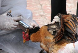 إهمال الانقلاب وراء إصابة طفلتين بالشرقية بإنفلونزا الطيور