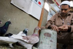 إصابة 3 حالات جديدة بإنفلونزا الطيور