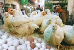 اعتصام عمال "دواجن الوطنية" لليوم الثاني على التوالي