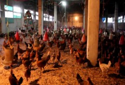 اعتصام عمال الوطنية للدواجن بالبحيرة رفضًا لإغلاق الشركة