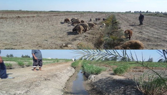 كوارث الانقلاب ببورسعيد.. تلف محصول آلاف الأفدنة لنقص المياه