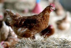 أسرة ضحية أنفلونزا الطيور بالمنوفية تحمل الانقلاب مسئولية وفاته