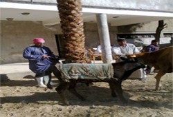 الانقلاب يتهرب من مكافحة امراض المواشي بإغلاق أسواقها بقنا