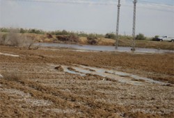 فشل الانقلاب يهدد بتبوير 300 فدان لأهالي كفر الشيخ