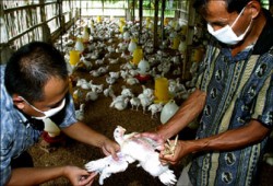 شؤم الانقلاب.. 1356 مصابًا بالحصبة و15 بإنفلونزا الطيور