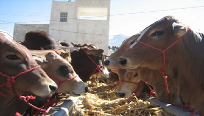 فشل الانقلاب وراء نفوق 13 رأس ماشية بمركز شهداء المنوفية