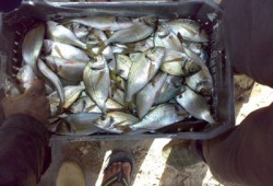 خراب الانقلاب.. نفوق أطنان من أسماك السيلفر بالبحيرة