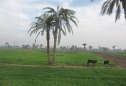 خراب الانقلاب يتسبب في بوار عشرات الأفدنة بطهطا بسوهاج