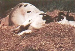 فشل بيطري الانقلاب وراء نفوق 27 رأس ماشية بالحمى بسوهاج