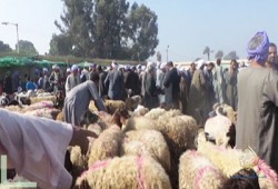 غلاء أسعار الأضاحي يحرم أهالي المنوفية من التضحية