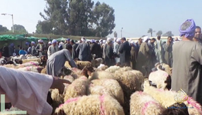 غلاء أسعار الأضاحي يحرم أهالي المنوفية من التضحية