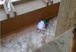 جثث على الأرض وثعابين بمستشفى التأمين الصحي