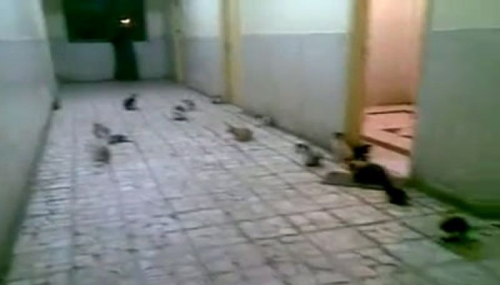 مستشفى صيدناوي بالزقازيق.. مرتع للقطط والقوارض!!
