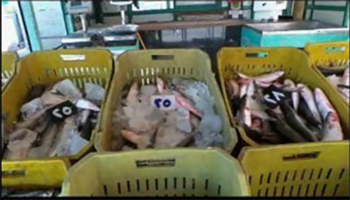 الفساد والانفلات الأمني يهددان الثروة السمكية بالسويس