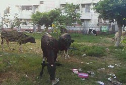 أهالي مساكن　الجوهرة ببورسعيد يشتكون استعمار "الحيوانات " للمنطقة