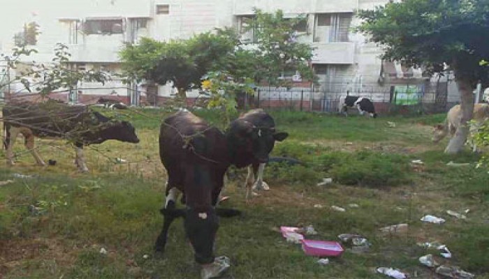 أهالي مساكن　الجوهرة ببورسعيد يشتكون استعمار "الحيوانات " للمنطقة