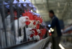 ارتفاع أسعار الدواجن بنسبة 25%.. وبكرة تشوفوا مصر