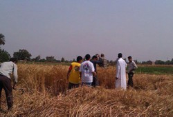شباب "الحرية والعدالة" بالمنوفية يشاركون المزارعين حصاد القمح