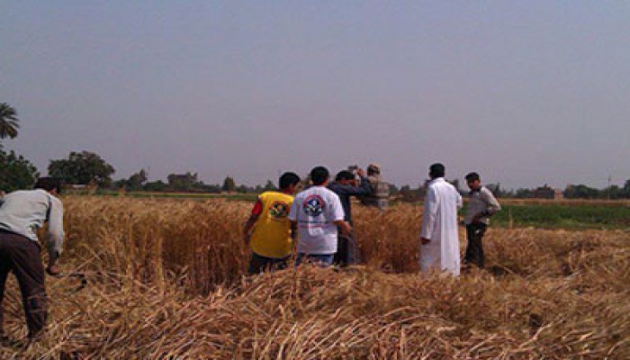 شباب "الحرية والعدالة" بالمنوفية يشاركون المزارعين حصاد القمح