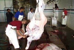 750  مستفيدًا في قافلتين طبيتين وشادر للحوم لإخوان قوص