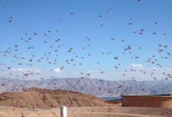 السودان يتوقع غزوًا جديدًا للجراد الصحراوي من إريتريا