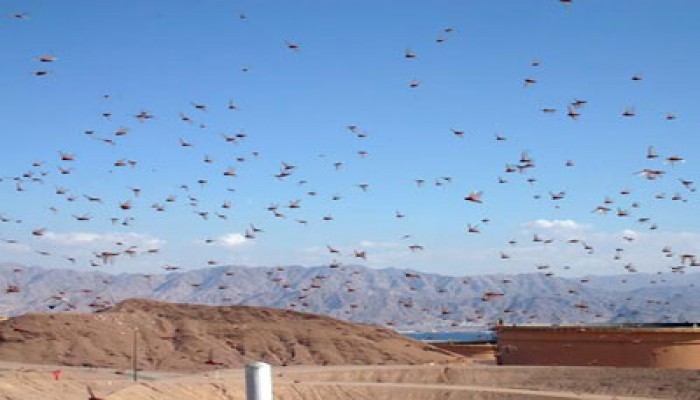 السودان يتوقع غزوًا جديدًا للجراد الصحراوي من إريتريا