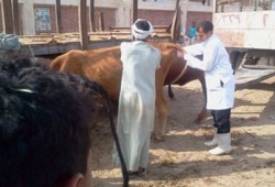 قنا.. 400 مستفيد من قافلة بيطرية لـ"الحرية والعدالة" بقوص