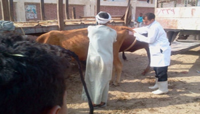 قنا.. 400 مستفيد من قافلة بيطرية لـ"الحرية والعدالة" بقوص