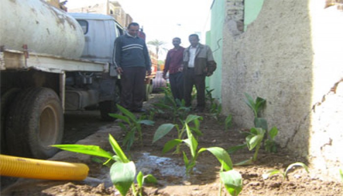 حملة لـ"الحرية والعدالة" بقنا لتشجير لشوارع قوص