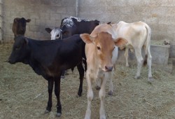 مشروع للحرية والعدالة لعلاج العقم عند الماشية بدمياط