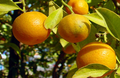 البرتقال واليوسفي.. فوائد عديدة