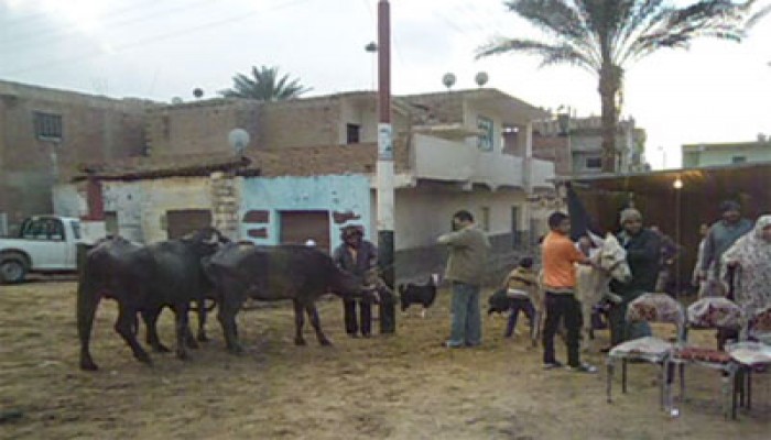 3 قوافل بيطرية للحرية والعدالة بالإسماعيلية