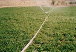 "زراعة الشورى" تطالب بوضع آلية جيدة لتسويق المنتجات الزراعية