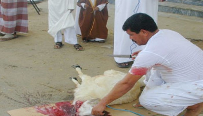 تقنية جديدة لذبح الأضاحي بمجزرة المعيصم بالسعودية