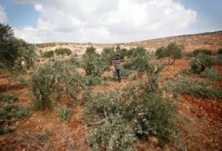 مغتصبون يقطعون عشرات من أشجار الزيتون فجرًا بنابلس