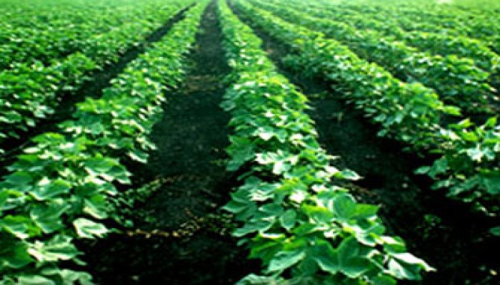 المنظمة العربية للتنمية الزراعية تفتح الفرص للاستثمار الزراعي