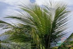 علماء عمانيون يستخدمون سعف النخيل في تنقية المياه