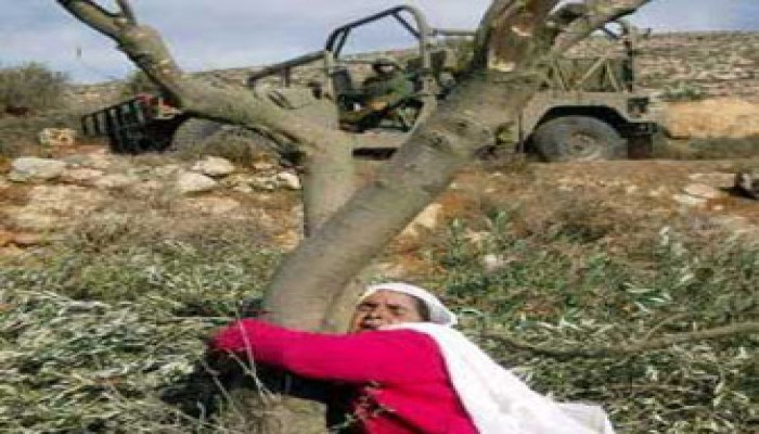 إصابة عشرات الفلسطينيين وتدمير 100 شجرة زيتون على يد مغتصبين صهاينة