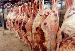 الحرية والعدالة بالغربية ينظم معرضًا لبيع اللحوم