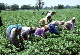 "فلاحو المنيا": واثقون من عودة حقوقنا مع الرئيس مرسي