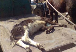 كفر الشيخ.. مصادرة 280 كيلو جرامًا من لبن مزرعة مصابة بالحمى