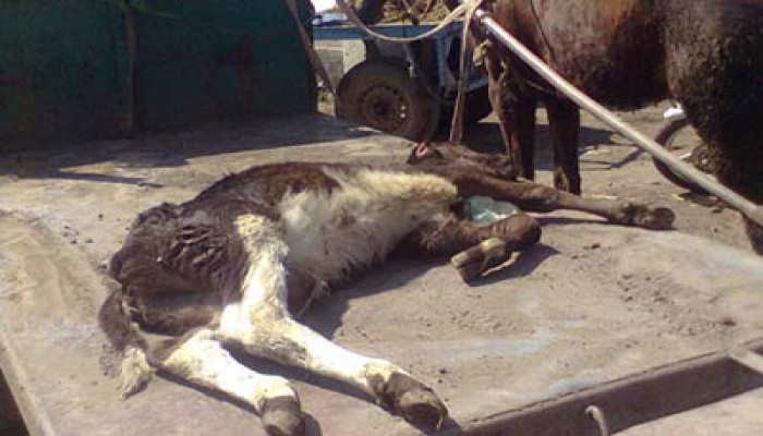 كفر الشيخ.. مصادرة 280 كيلو جرامًا من لبن مزرعة مصابة بالحمى