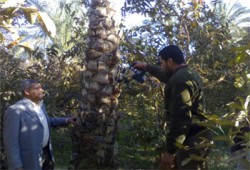 حملة "الحرية والعدالة" بدمياط تنقذ النخيل