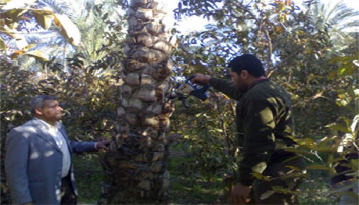 حملة "الحرية والعدالة" بدمياط تنقذ النخيل