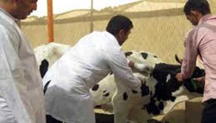 إشادة بجهود "الحرية والعدالة" في مكافحة "القلاعية" بالمنيا