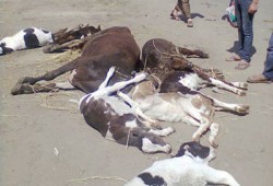 ندوتان لـ"الحرية والعدالة" بكفر الشيخ عن الحمى القلاعية