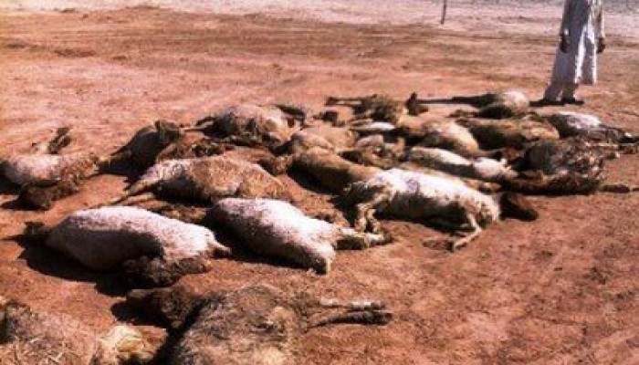 الدقهلية.. قافلة بيطرية لمواجهة الحمى القلاعية